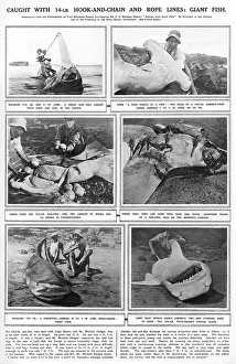 Shark Prints: Explorer Sealife Giant Fish Corpse Pregnant Saw