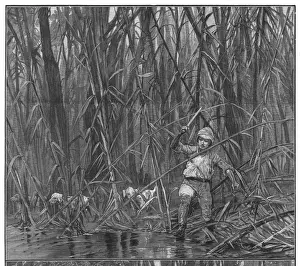 Exploring Bamboo Jungle
