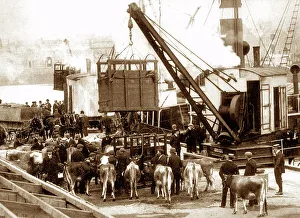 Helier Prints: Exporting cows from Jersey, early 1900s