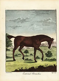 Recreation And Amusement Prints: External blemishes on a horse, 18th century