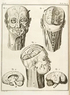 The John Innes Centre Collection: External and internal parts of the human head