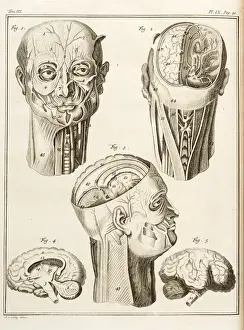 Naturelle Prints: External and internal parts of the human head