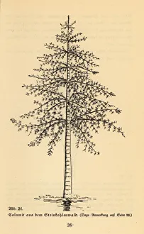Images Dated 10th October 2019: Extinct arborescent horsetail, Calamite genus