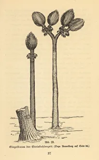 Images Dated 10th October 2019: Extinct arborescent plant, Sigillaria genus, Carboniferous