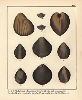 Mollusk Collection: Extinct bivalve mollusks: Pholadomya and Terebratula species
