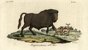 Images Dated 22nd January 2020: Extinct bull aurochs, Bos primigenius