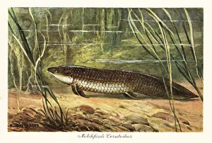 Reeds Prints: Extinct Ceratodus latissimus among reeds on the ocean floor
