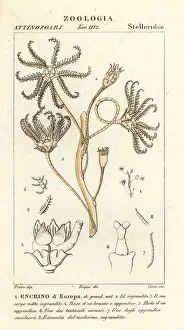 Polyp Gallery: Extinct crinoid Encrinus, Encrino d Europa