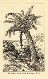 Images Dated 10th October 2019: Extinct cycad tree