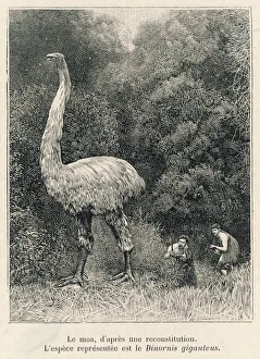 Based Collection: Extinct / Dinornis / Moa