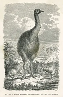Aepyornis Collection: Extinct dinornis or moa, aepyornis ingens