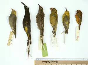 Extinct and / or endangered Hawaiian species