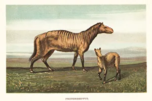 Eocene Prints: Extinct equid, Protorohippus venticolum