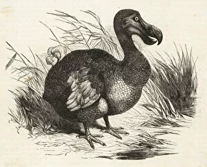 Dodo Gallery: Extinct flightless bird, the Dodo, Raphus cucullatus