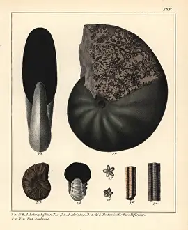 Striatus Prints: Extinct fossil ammonites