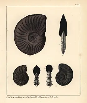 Petrification Prints: Extinct fossil Ammonites amaltheus, A gibbosus and A ziphus