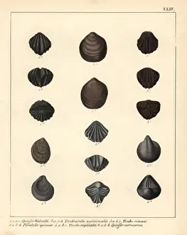 Schmidt Prints: Extinct fossil brachipods