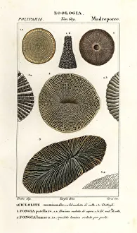 Images Dated 26th March 2020: Extinct fossil coral Palaeocyclus porpita 1, and Fungia