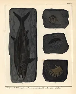 Extinct fossil fish Thryssops, and shells Patella