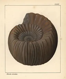 Gastropod Prints: Extinct fossil gastropod: Ammonites coronatus