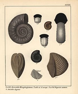 Anceps Gallery: Extinct fossil gastropods: Ammonites Humphreysianus