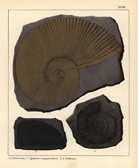 Schmidt Prints: Extinct fossil gastropods: Ammonites fimbriatus