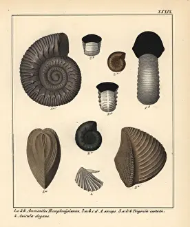 Gastropod Prints: Extinct fossil gastropods: Ammonites Humphreysianus