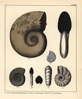 Gastropod Prints: Extinct fossil gastropods: Ammonites jurensis