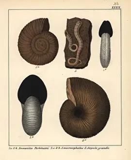 Extinct fossil gastropods: Ammonites Parkinsoni