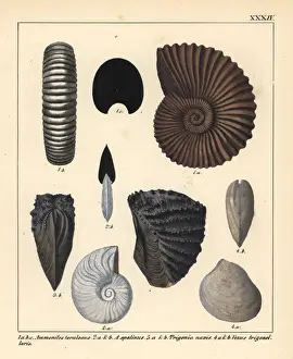 Gastropod Prints: Extinct fossil gastropods: Ammonites torulosus
