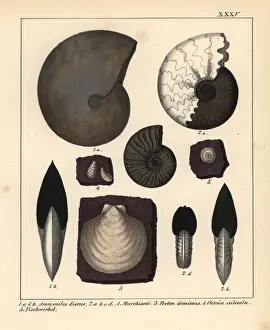 Gastropod Prints: Extinct fossil gastropods and oysters