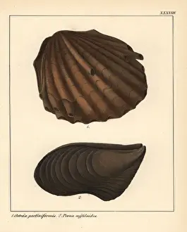 Schmidt Prints: Extinct fossil oyster, Ostraa pectiniformis
