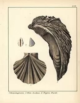 Schmidt Collection: Extinct fossil of an oyster Ostraea longirostris