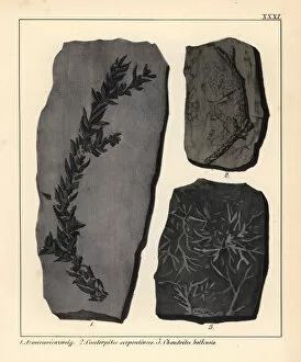 Extinct fossil plants: Araucaria, Cauterpites