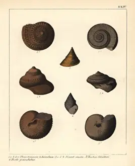 Schmidt Prints: Extinct fossil sea snails