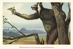 Extinct giant lemur of Madagascar, Megaladapis madagascariensis