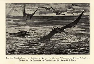 Images Dated 10th October 2019: Extinct giant Pterosaurs, Pterandodon genus, Cretaceous