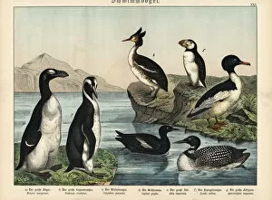 Arctica Gallery: Extinct greak auk, puffin and emperor penguin