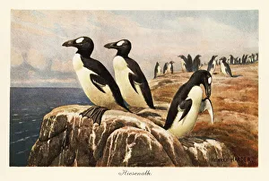 Ornithology Prints: Extinct great auks standing on the edge of a cliff
