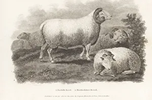 Quadruped Prints: Extinct Hertfordshire sheep