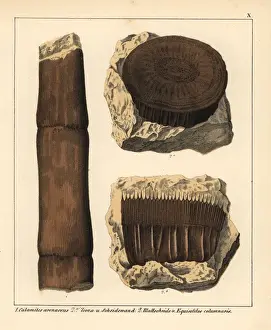 Schmidt Prints: Extinct horsehair fossils: Calamites arenaceus