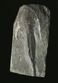 Extinct jawless fossil fish