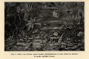 Images Dated 10th October 2019: Extinct marine life in the first third of the Mesosoic