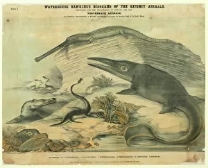 Diapsid Collection: Extinct marine reptiles