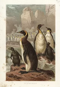Penguin Gallery: Extinct New Zealand giant penguin