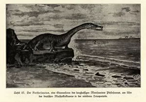 Prehistory Collection: Extinct Nothosaurus, mid-Triassic period