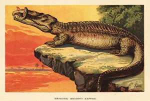 Extinct phytosaur, Nicrosaurus kapffi