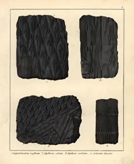 Extinct plant fossils: scale tree and horsetail