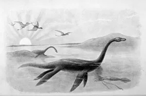 Length Gallery: Extinct / Plesiosaurus