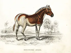 Zebra Gallery: Extinct quagga, Equus quagga quagga